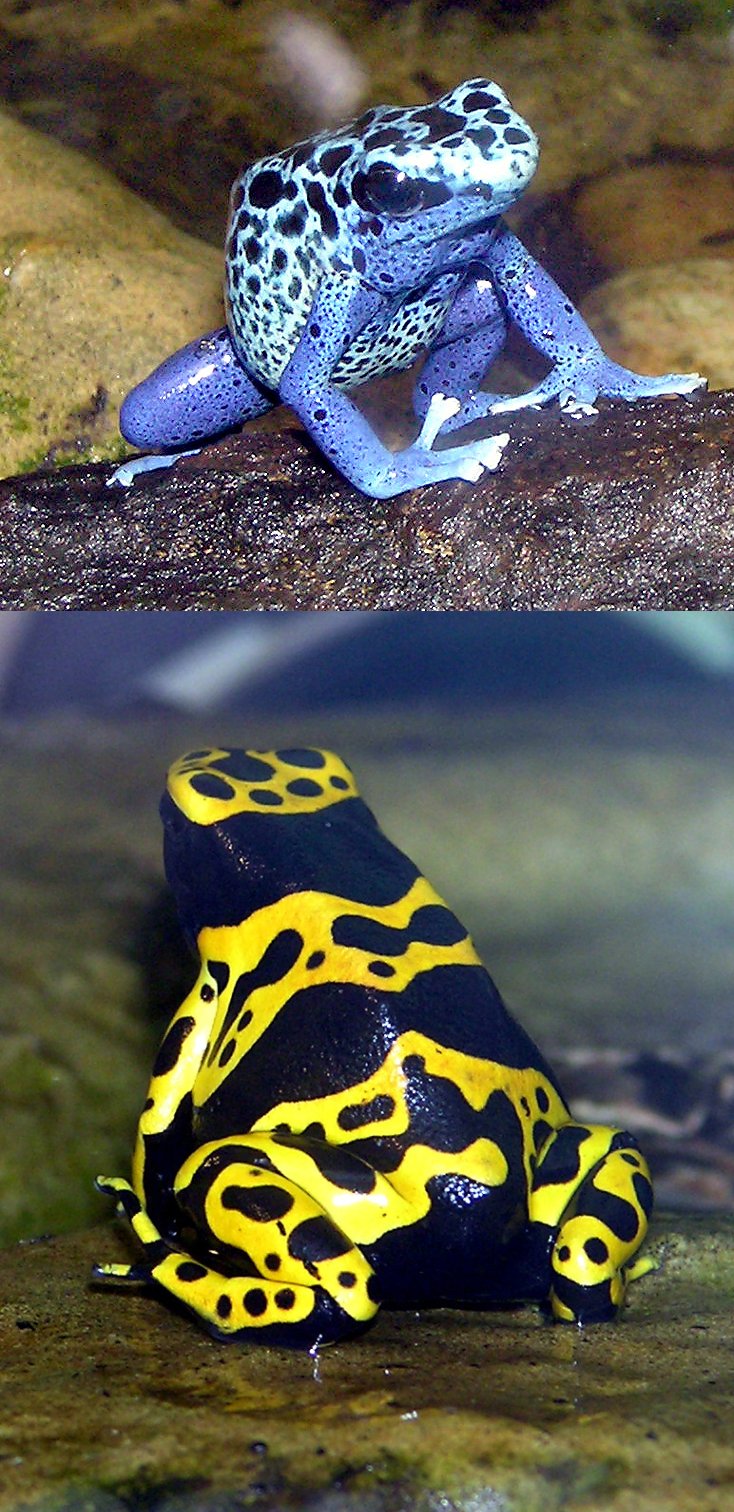 Blue-poison.dart.frog.and.Yellow-banded.dart.frog.arp.jpg