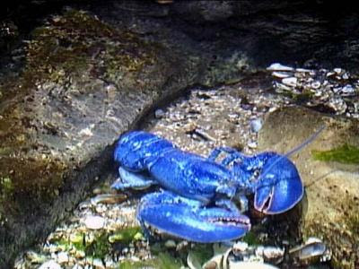 blue-lobster-4.jpg