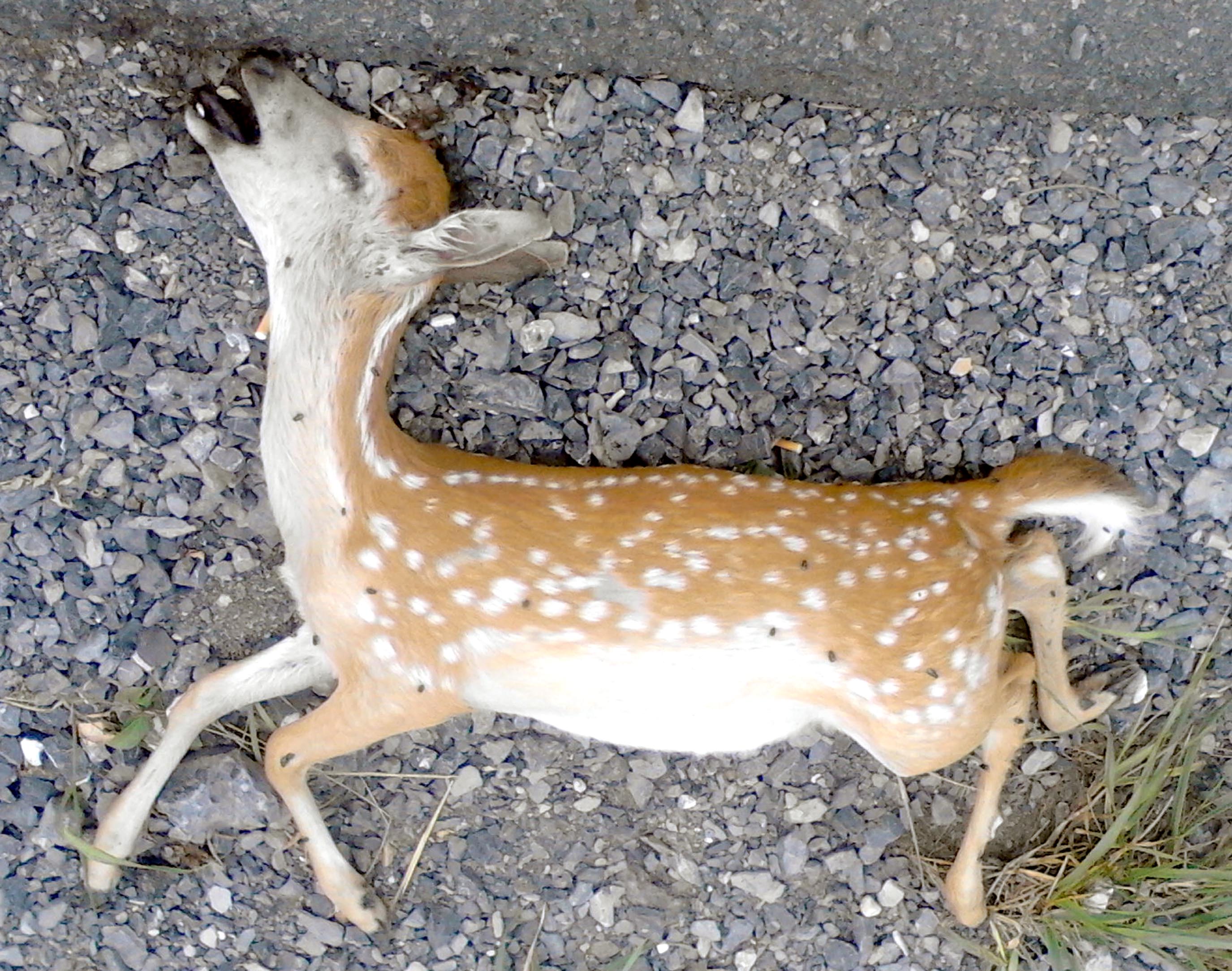 Roadkill fawn a reminder of hunting's place in today's society | Shots from  the Hip