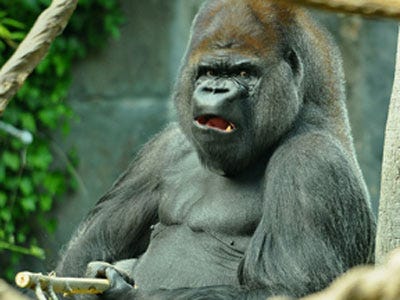 gorilla-angry-mad.jpg