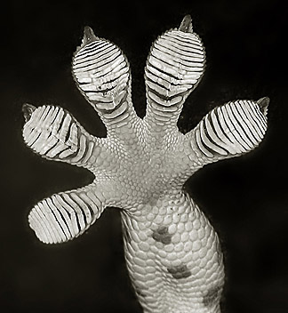 gecko_foot.jpg