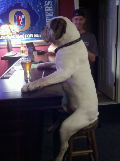 dog-sitting-at-bar-pint.1288389098.jpg