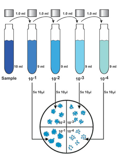 DilutionCaps_web.jpg