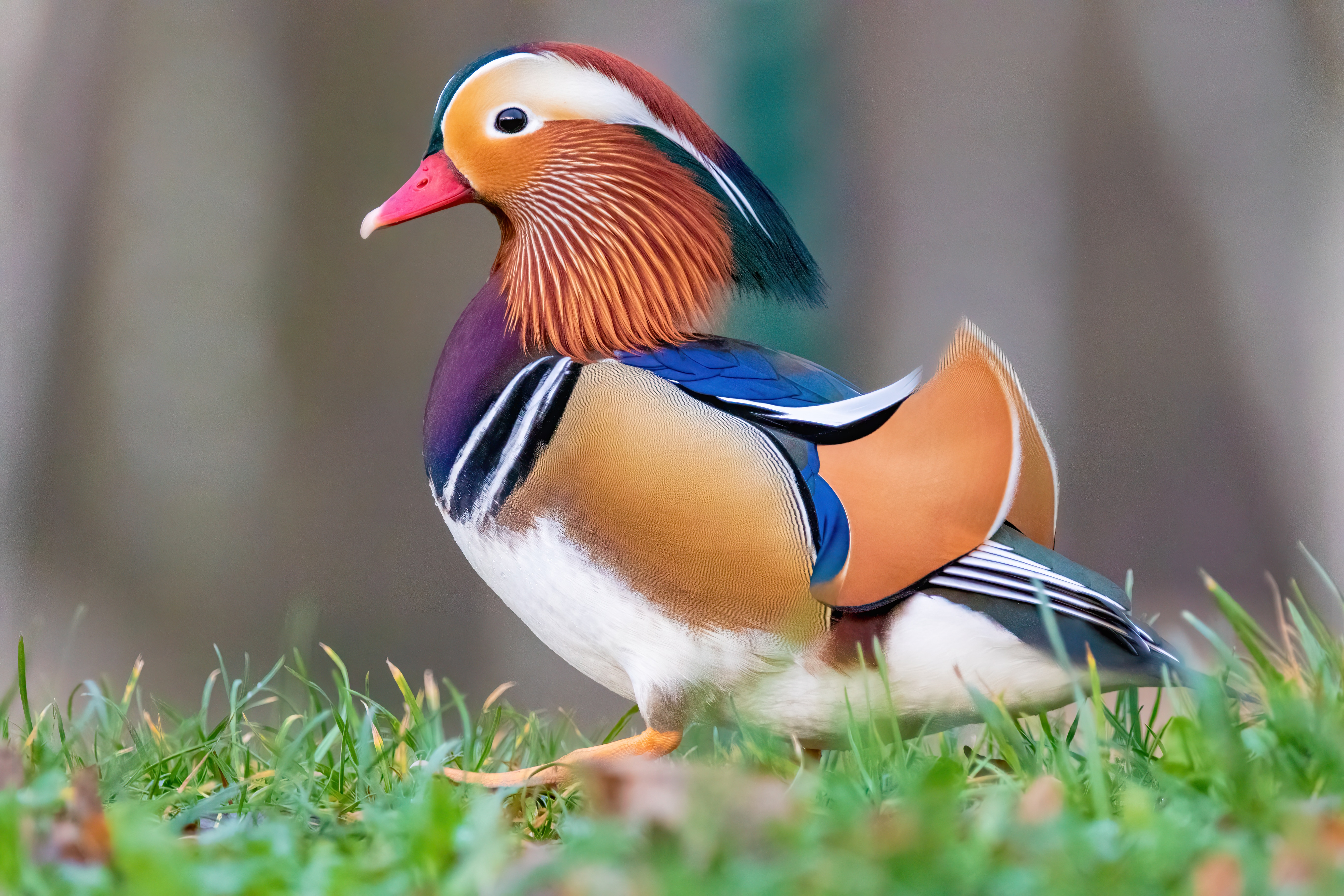 Mandarin_duck_%28Aix_galericulata%29_Franconville_02.jpg