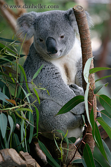 koala-bear-2-big.jpg