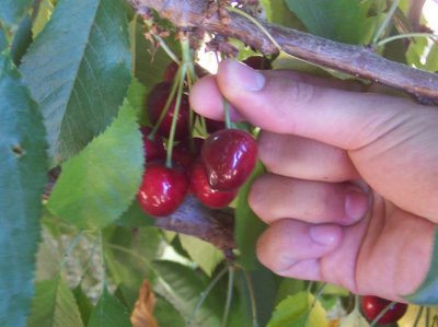 cherrypicking1.jpg