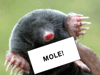 mole.jpg