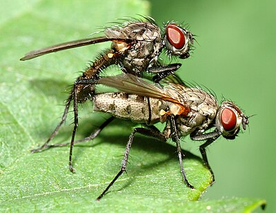 400px-Anthomyiidae_sp._1_(aka).jpg