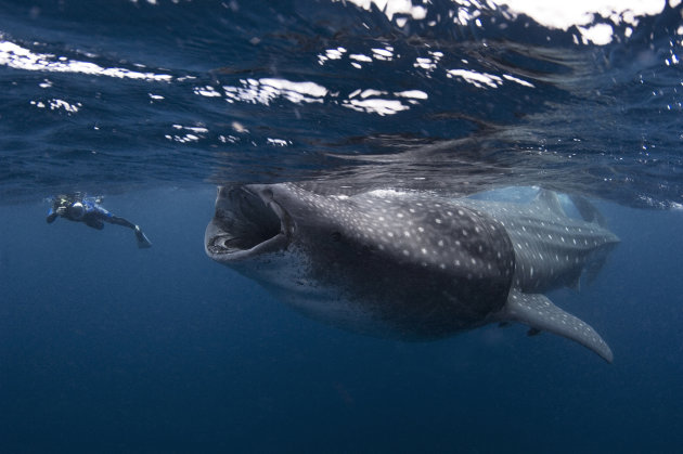 001SN-Whaleshark-huge1_224031.jpg