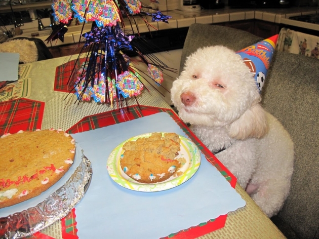 small_birthday%20dog.jpg