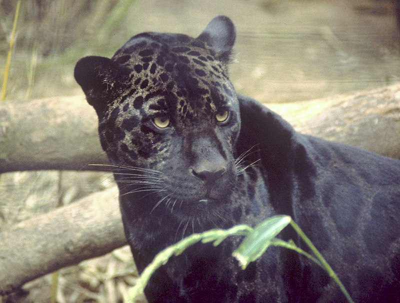 800px-Black_jaguar.jpg