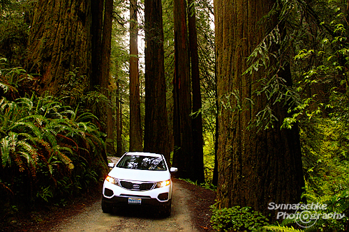 howland-hill-road-jedediah-smith-redwoods-sp.jpg