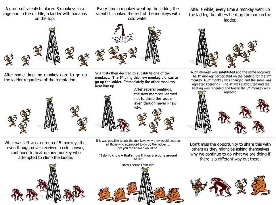 monkey-behavior-ladder-banana-shower-beatings-tradition-status-quo-norms.jpg